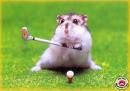 coole hamster - 