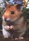 coole hamster - 