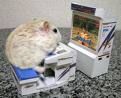 coole hamster - 