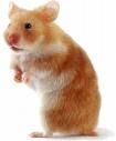 coole hamster - 