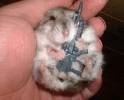 coole hamster - 