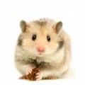 coole hamster - 