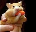 coole hamster - 