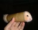 coole hamster - 