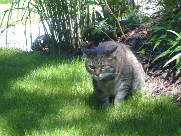 Mei große Katze - 