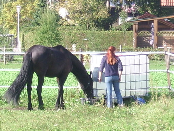 Meine Tiere und mei schwesta - 