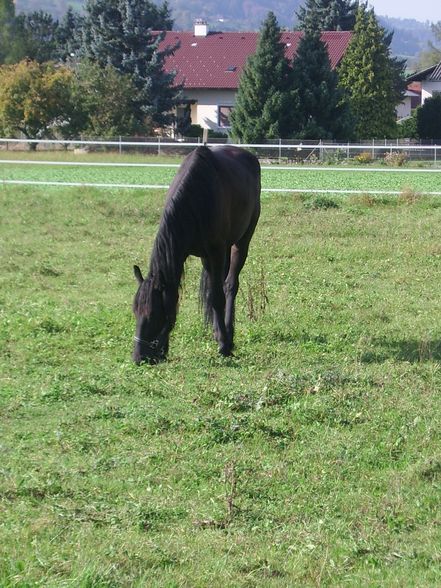 Meine Tiere und mei schwesta - 