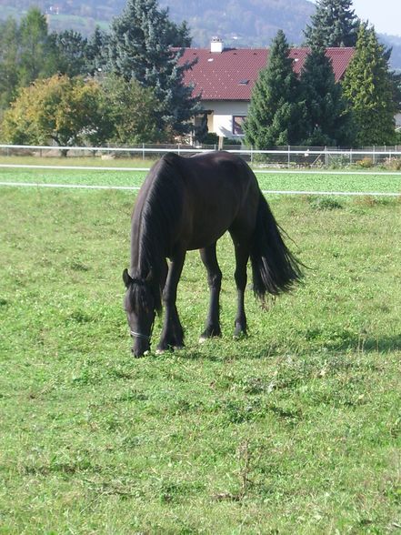 Meine Tiere und mei schwesta - 