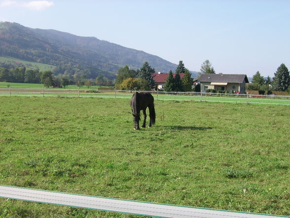 Meine Tiere und mei schwesta - 