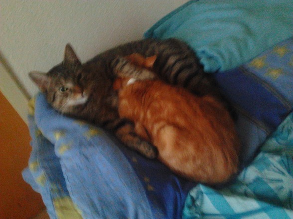 Meine 2 Katzen  - 