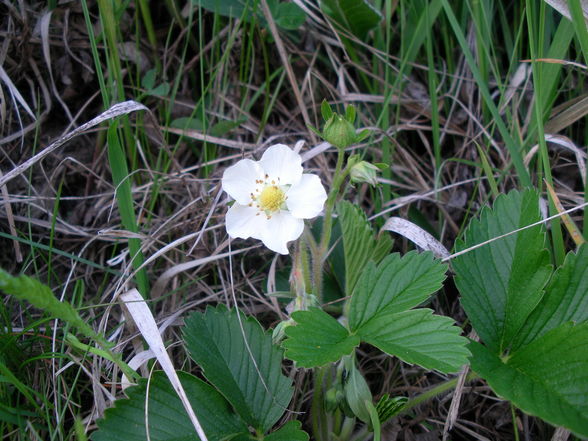 Blumen im Frühlig - 