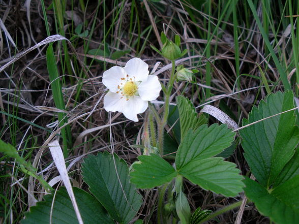 Blumen im Frühlig - 