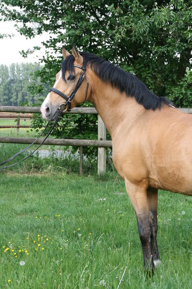 mein FS Turnierpony - 