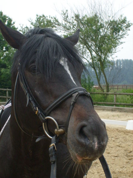 mein FS Turnierpony - 