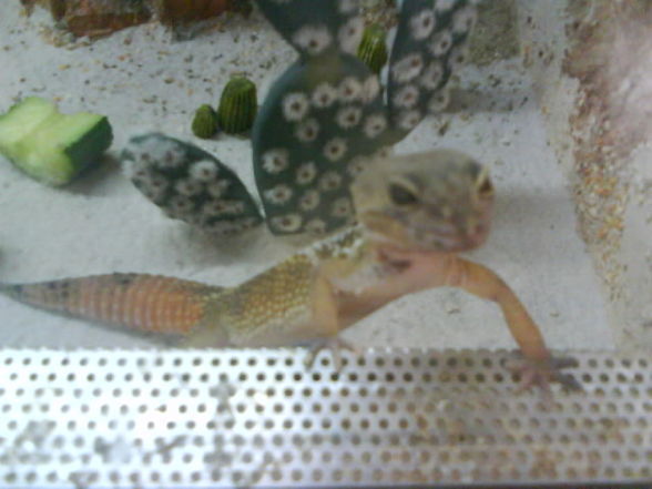 meine geckos - 