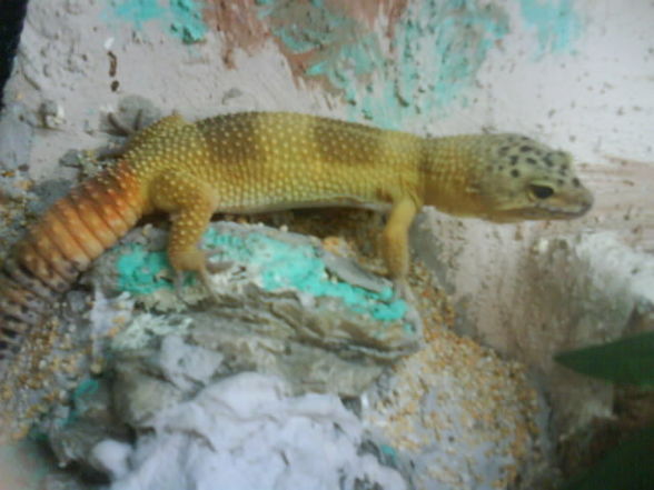 meine geckos - 