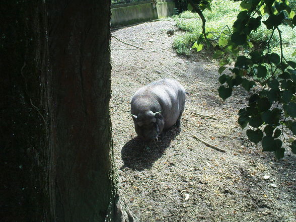 tierpark mit nick, paula und dani - 