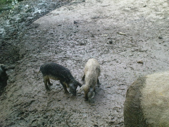 tierpark mit nick, paula und dani - 