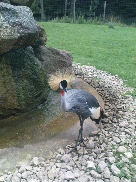 tierpark mit nick, paula und dani - 