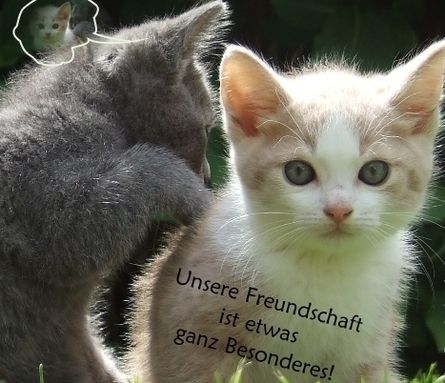 freundschaft  - 