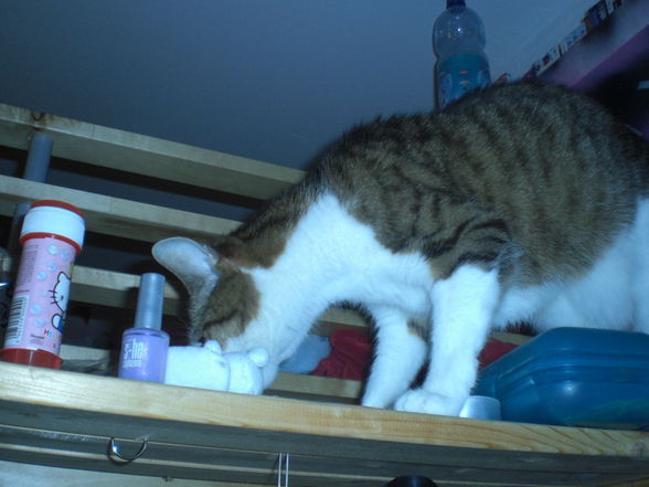 king neko nja x3 - 