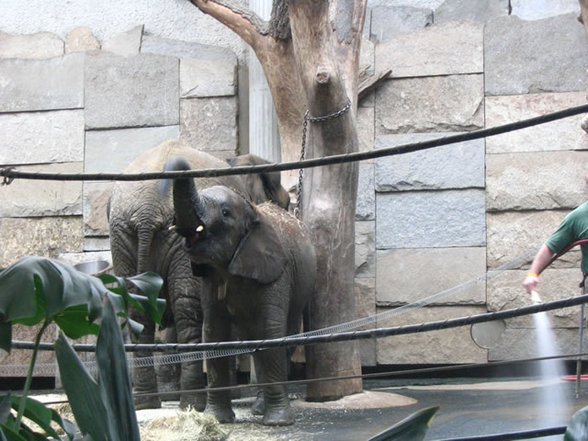 Tierpark Schönbrunn - 