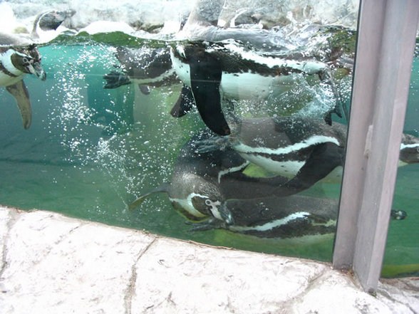 Tierpark Schönbrunn - 