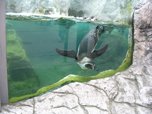 Tierpark Schönbrunn - 