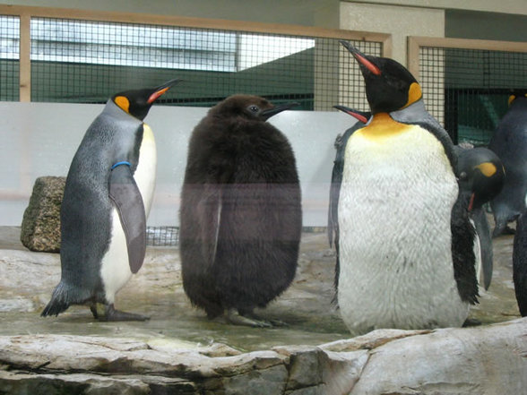 Tierpark Schönbrunn - 