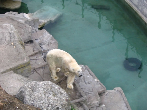 Tierpark Schönbrunn - 