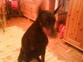 My Dog  - 