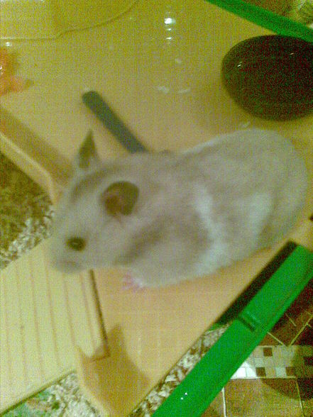 moine hamster - 