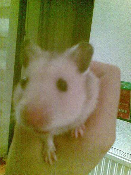 moine hamster - 