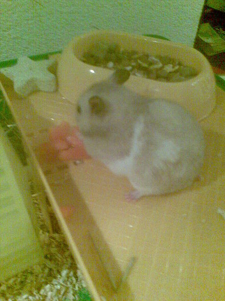 moine hamster - 