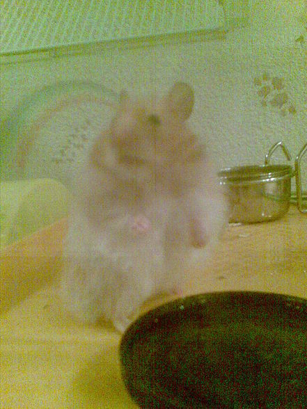 moine hamster - 