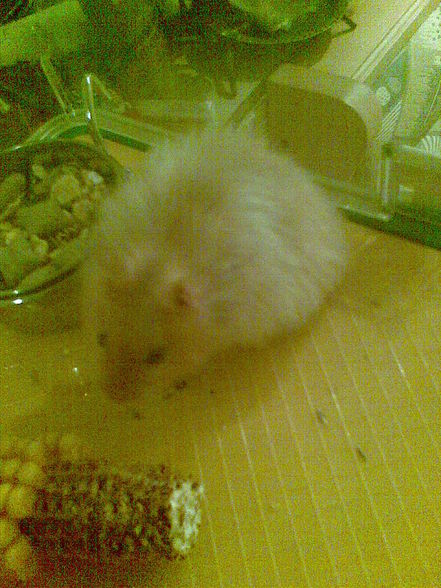 moine hamster - 