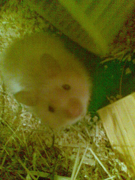 moine hamster - 