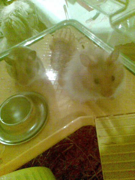 moine hamster - 