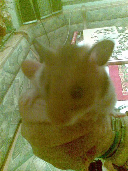 moine hamster - 