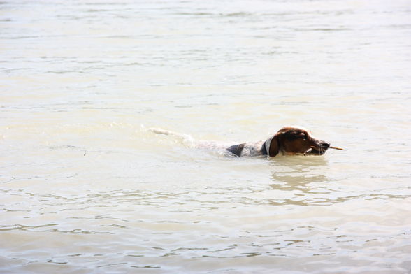 Mei süßa hund - 