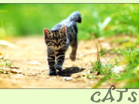 Katzen - 