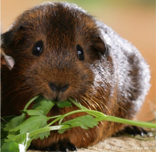 Meerschweinchen - 