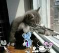 Katzen - 