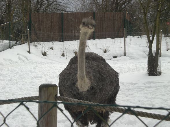 Tierpark Pöstlingberg - 