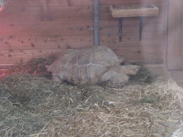 Tierpark Pöstlingberg - 