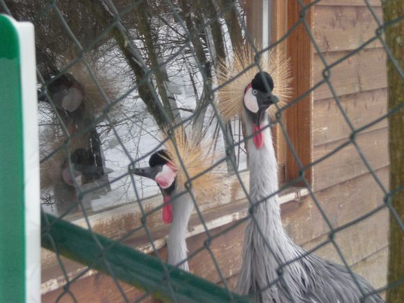 Tierpark Pöstlingberg - 