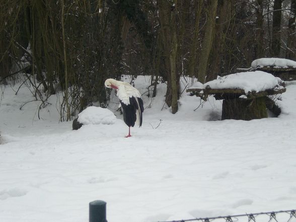 Tierpark Pöstlingberg - 