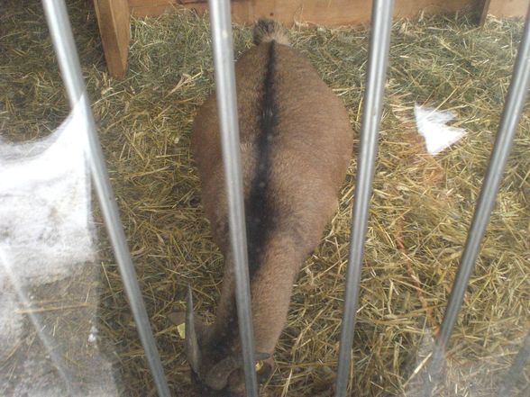 Tierpark Pöstlingberg - 