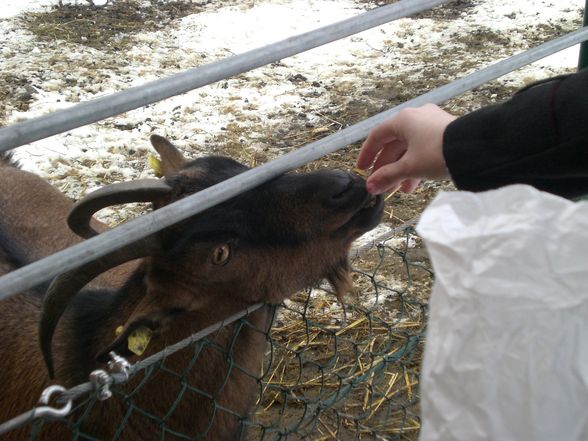 Tierpark Pöstlingberg - 