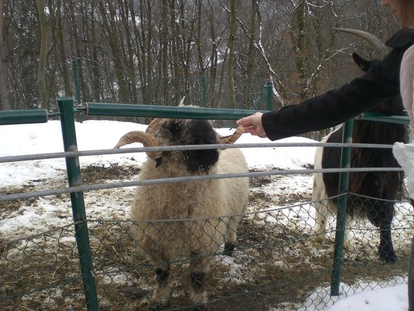 Tierpark Pöstlingberg - 